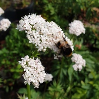 Valeriana officinalis